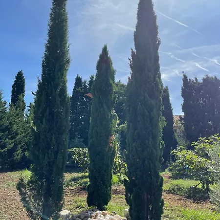 Alpilles & Piscine - Oliveraie Bio Mas De Cargane
